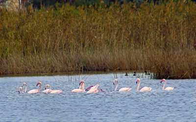 L’oasi dei Variconi e la migrazione dei Flamingo.